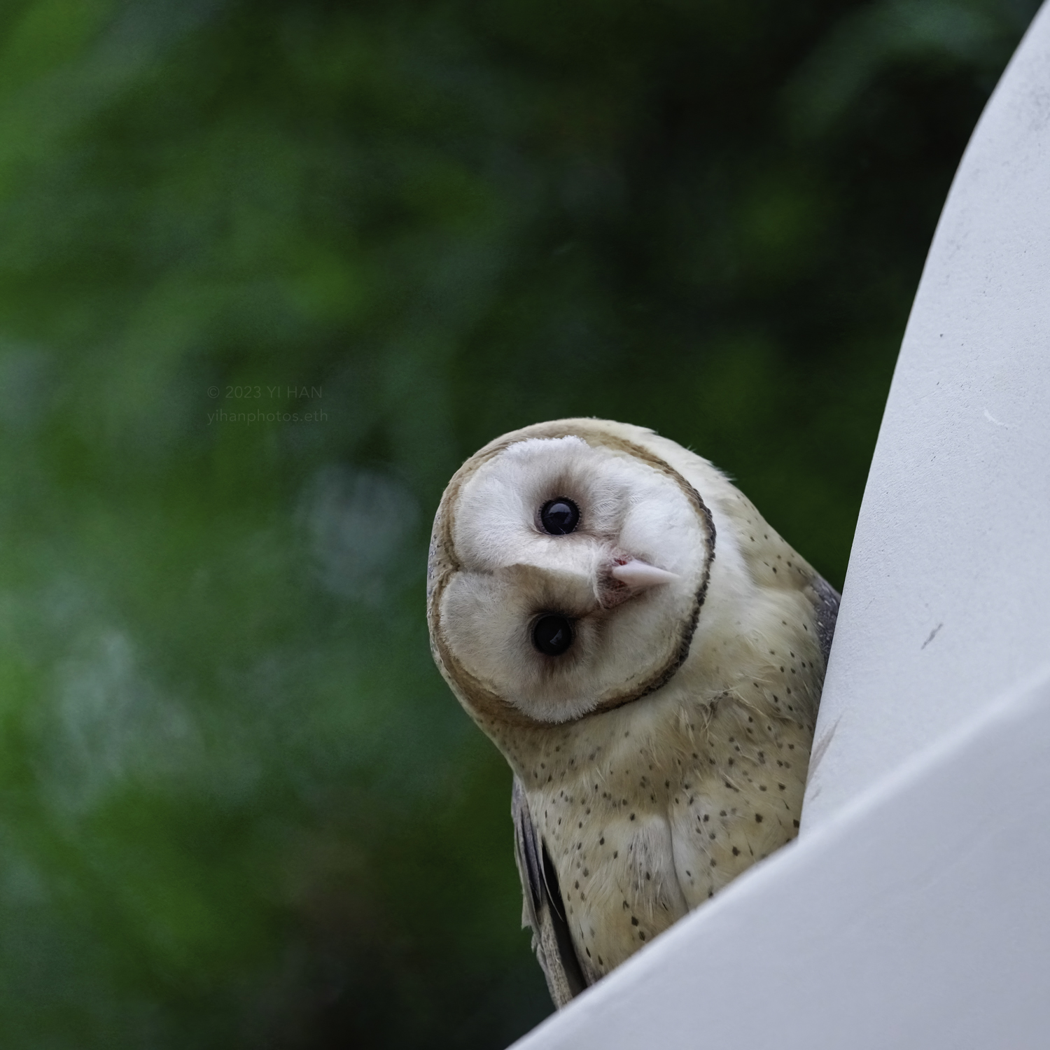 barn owl_6